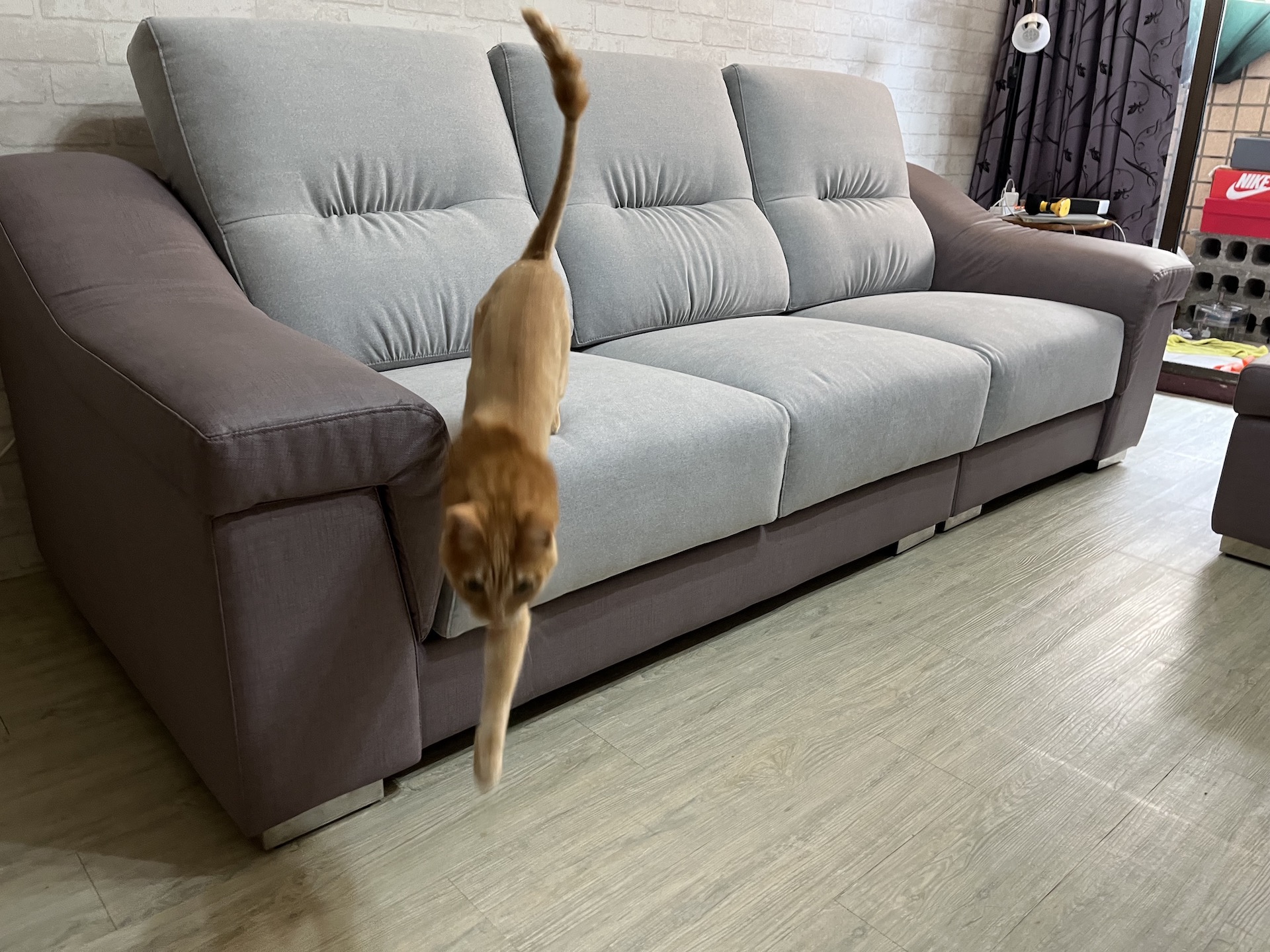 【客戶案例分享】台中太平沙發坐墊背枕更換貓抓布